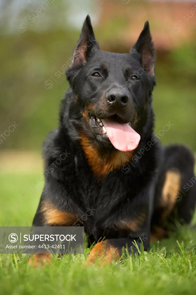 Portrait of a Beauceron lying in the grass