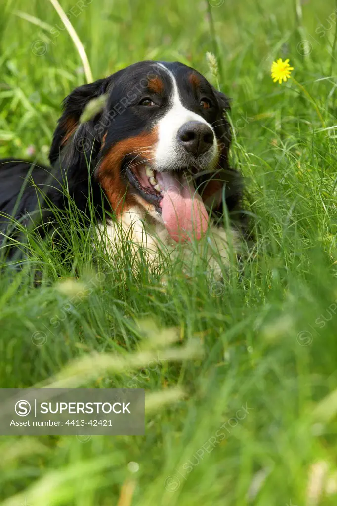 Portrait of a Berner Sennenhund lying in the grass
