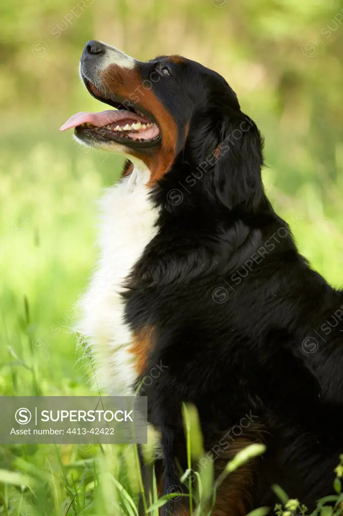 Portrait of a Berner Sennenhund sitting in the grass
