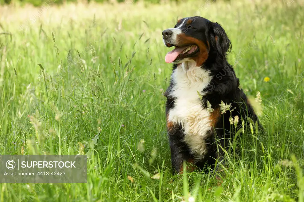 Berner Sennenhund sitting in the grass