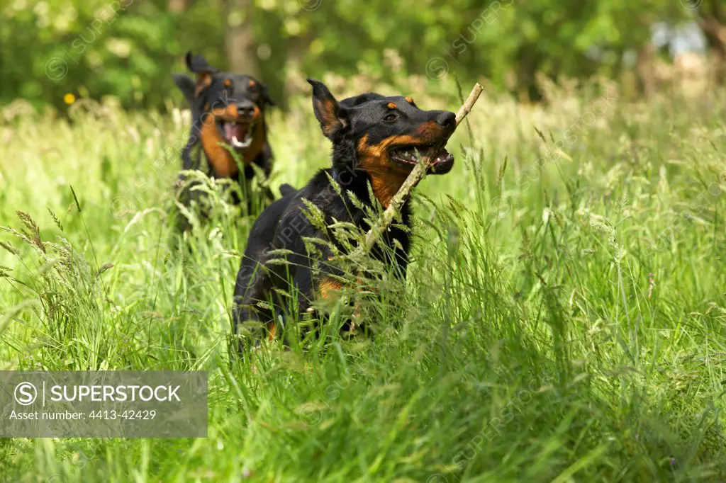 Two Beaucerons playing together in the grass