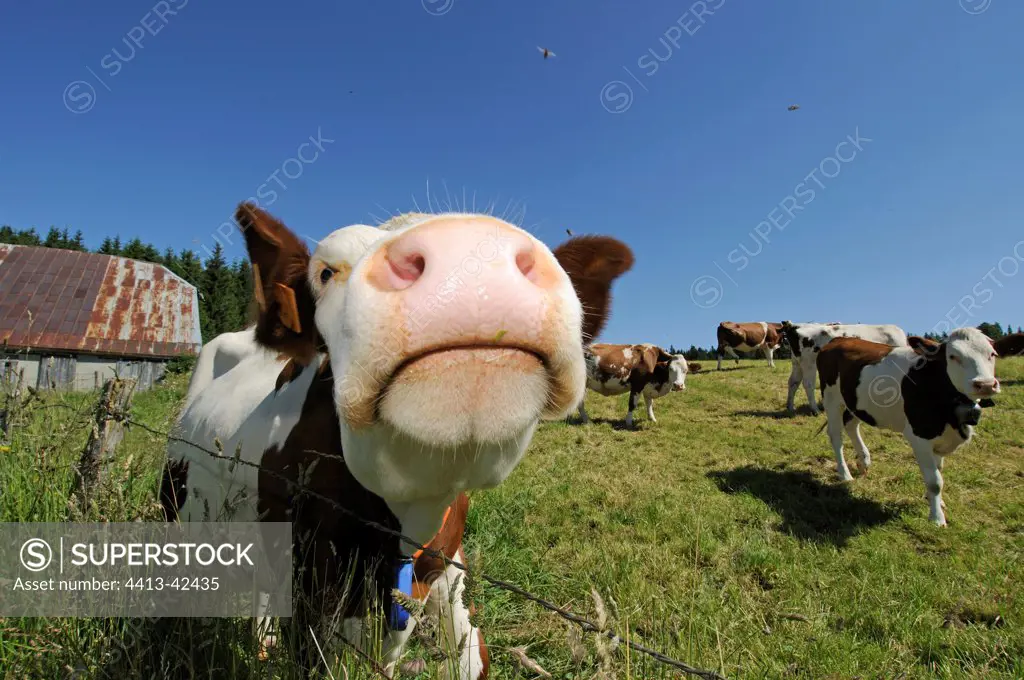 Portrait of a Montbeliarde Cow in a meadow Mont d'OrDoubs
