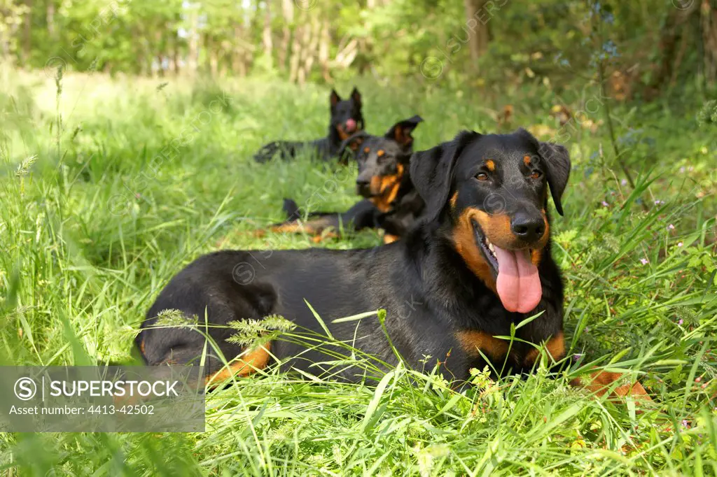 Beaucerons lying in the grass