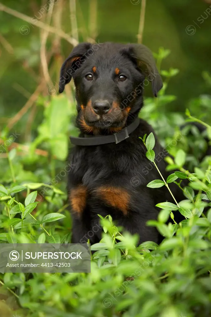 Portrait of a Beauceron pup