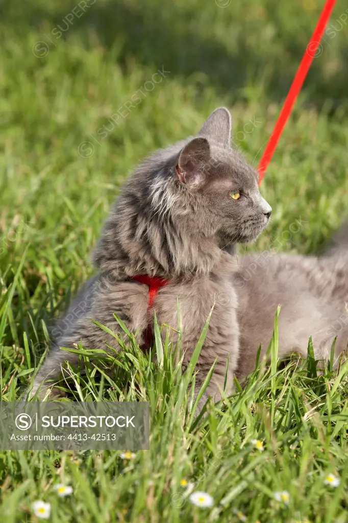 Leashed young blue Maine Coon cat