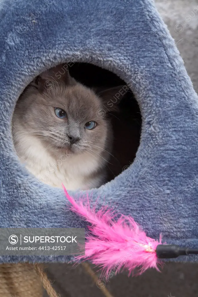 Young Ragdoll cat in housecat playing with a feather
