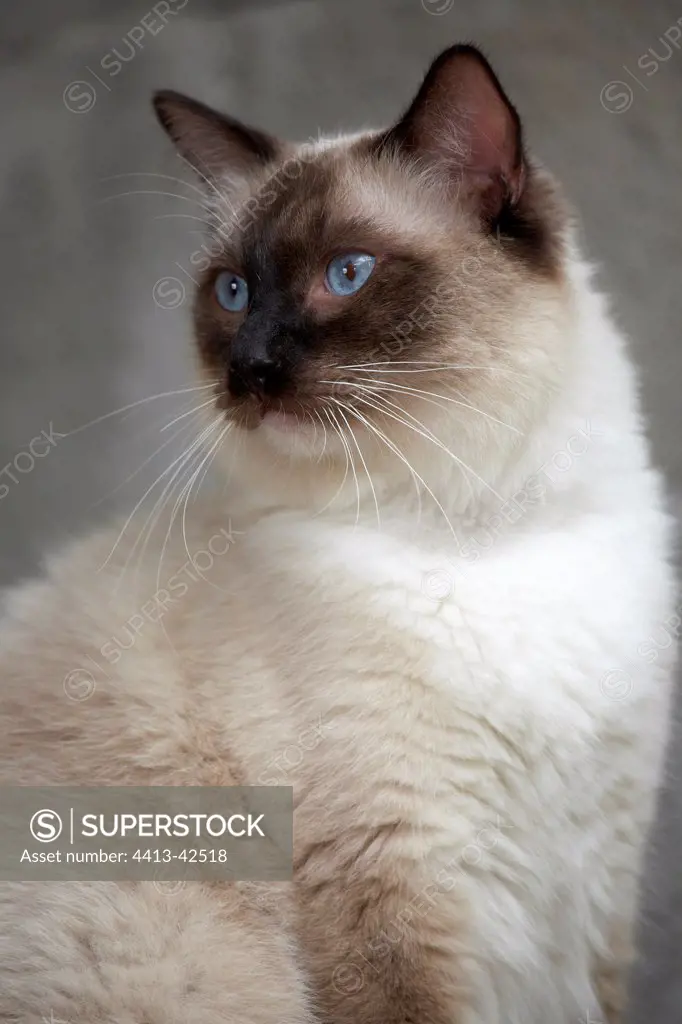 Portrait of a young Ragdoll