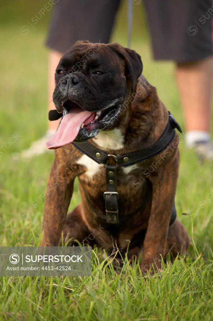 Leashed Boxer at training