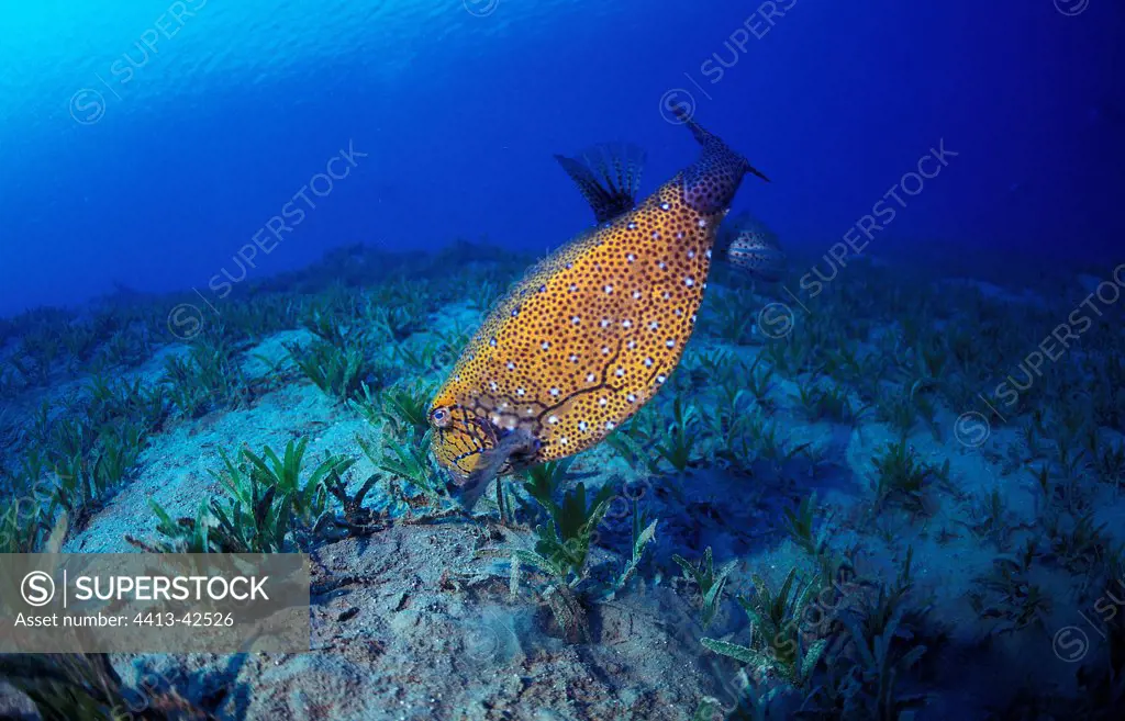 Yellow boxfish eating algi in the Red Sea Egypt