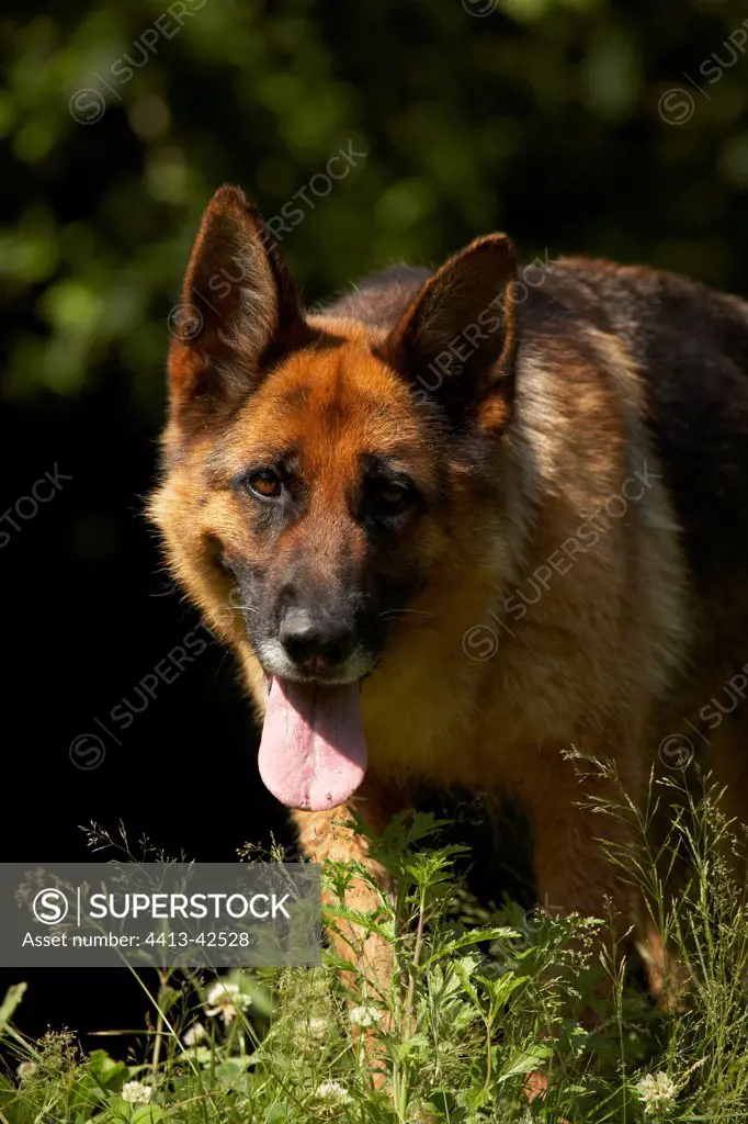 Portrait of a panting German Shepherd