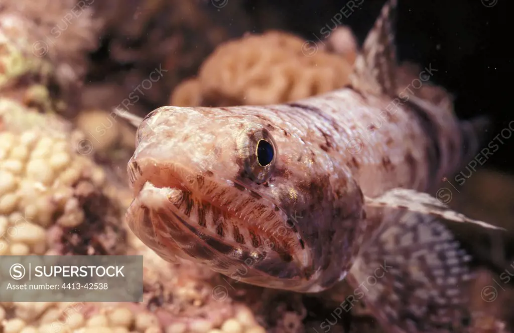 Portrait of a Red lizardfish in the Red Sea Egypt