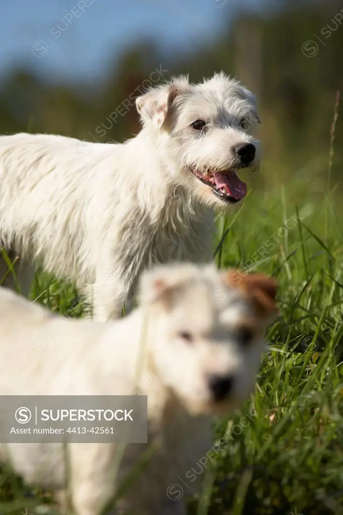 Two Parson Russel Terriers