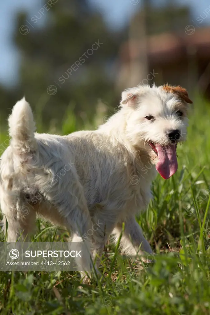 Portrait of a Parson Russel Terrier