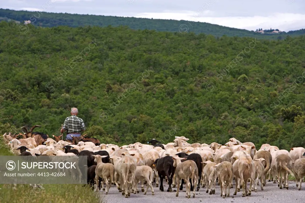 Herdsman guiding his flock on a road France