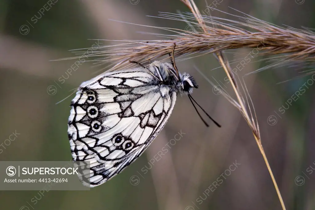 Marble White on grass ear Provence