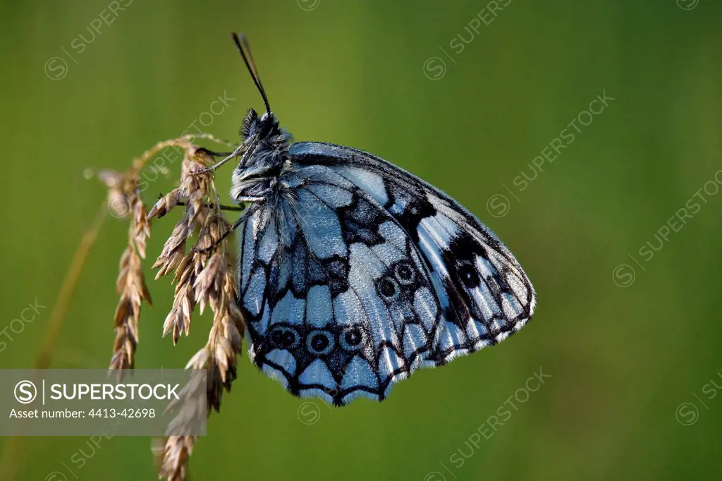 Marbled White on grass ear France