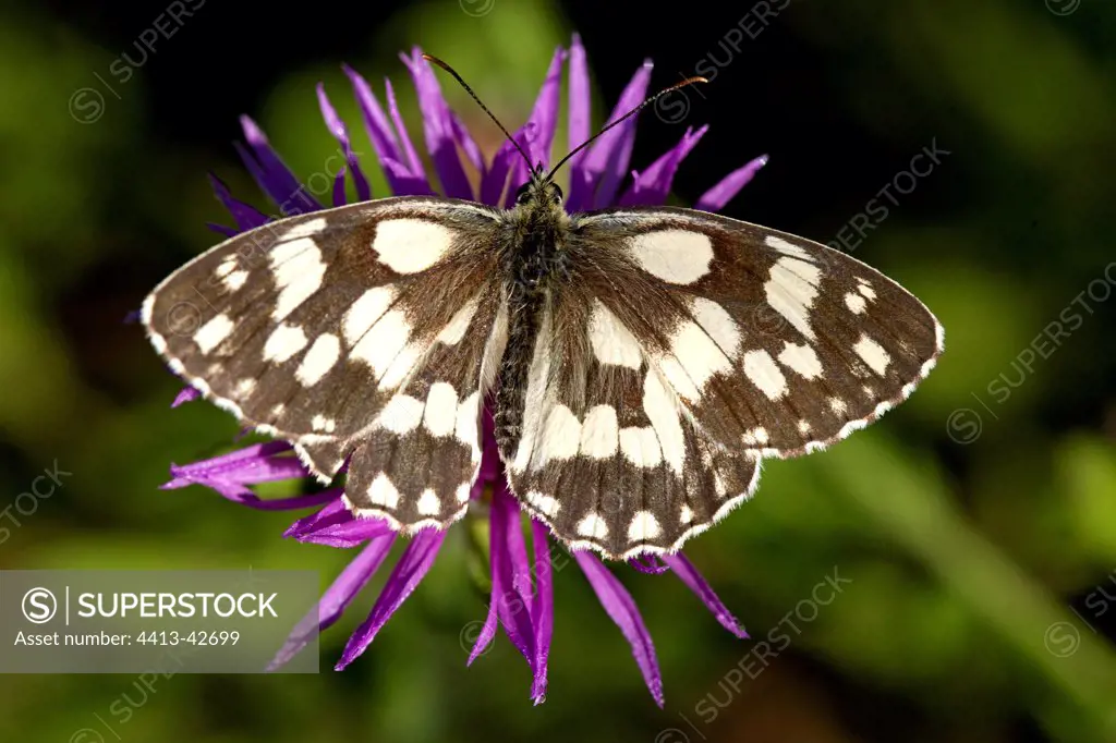 Marbled White on a flower France