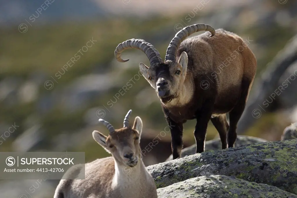 Spanish ibex on a rock Sierra de Gredos Spain