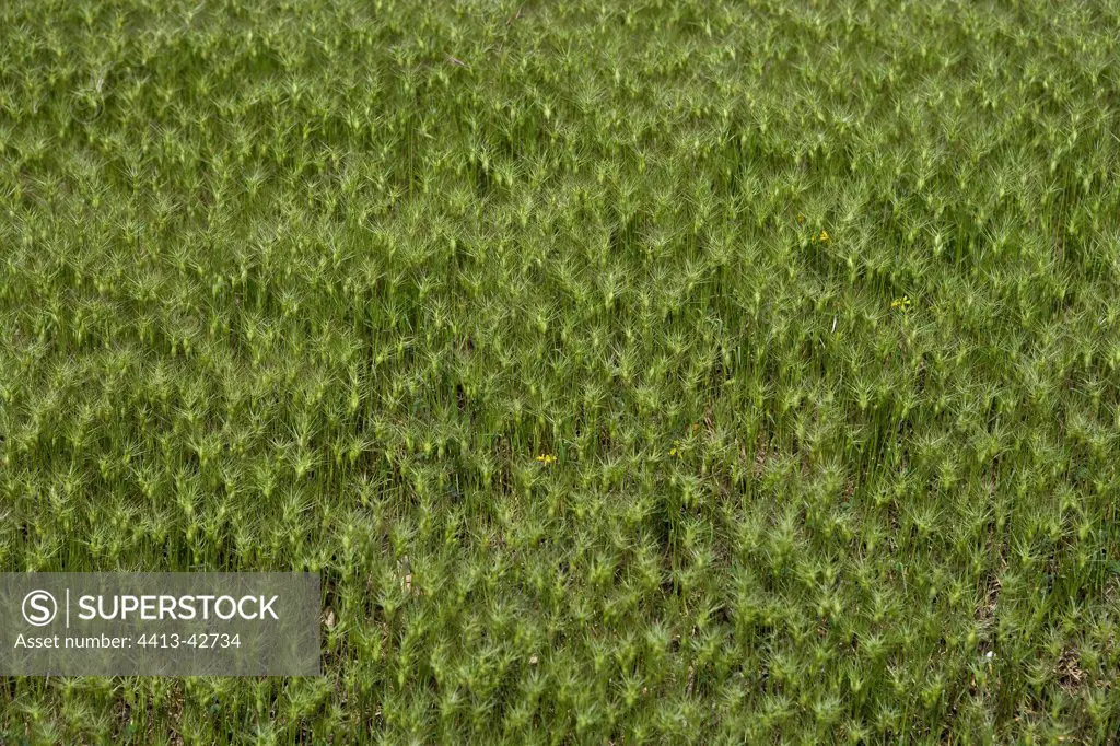 Ovate goatgrasses Provence France