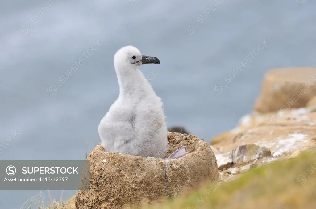 Black-browed Albatross Falkland Islands Saunders Island