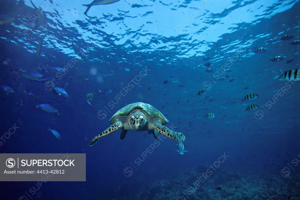 Hawksbill sea turtle swimming in the Red Sea Egypt