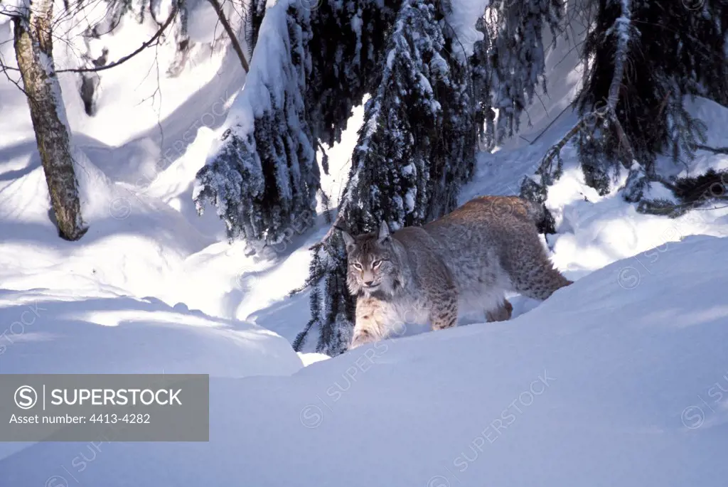 European Lynx going in snow Allemagne