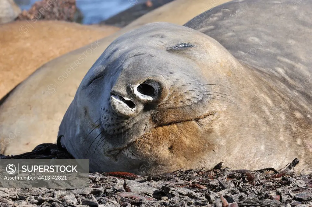Southern Elephant Seal Portrait Falkland Islands