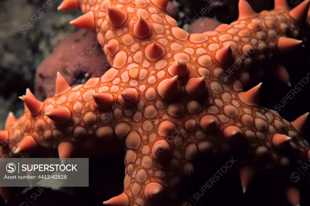 Sea star in close-up Red Sea Egypt