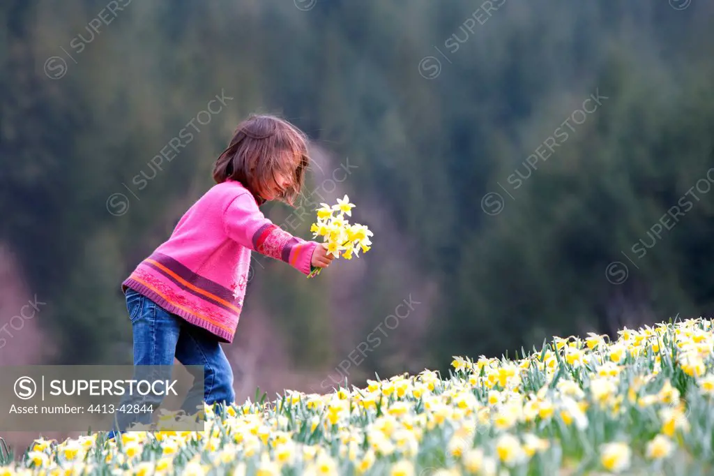 Girl picking daffodils in a meadow Haut-Rhin France