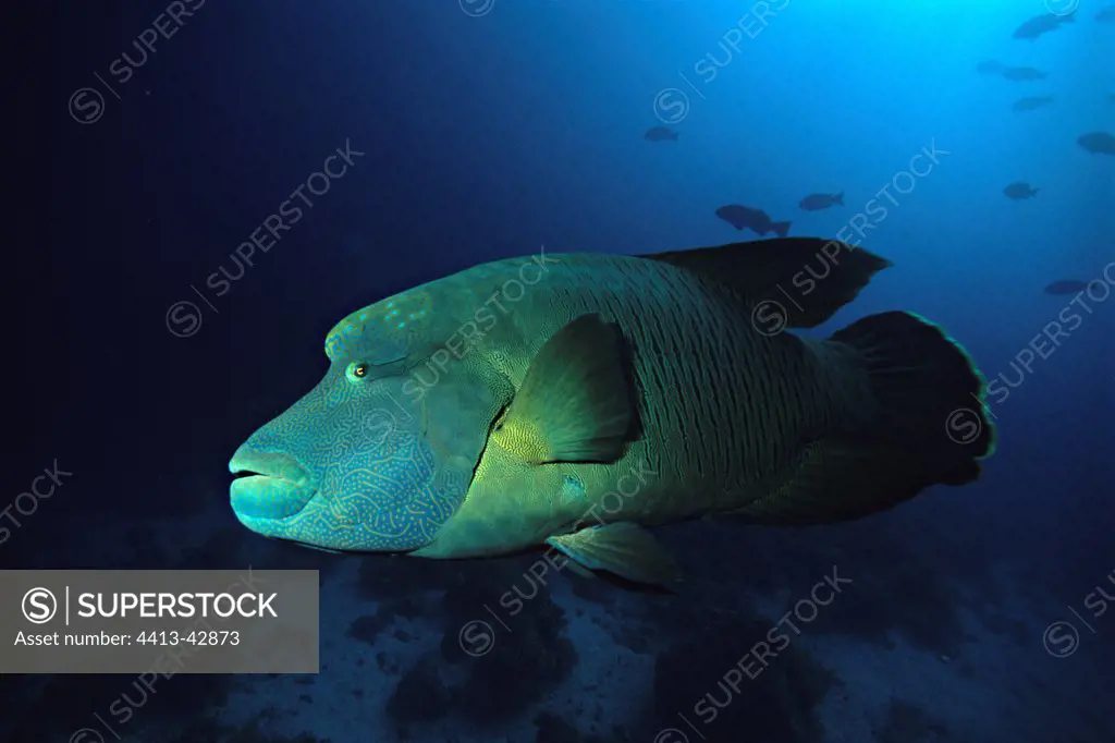 Humphead wrasse swimming in the Red Sea Egypt