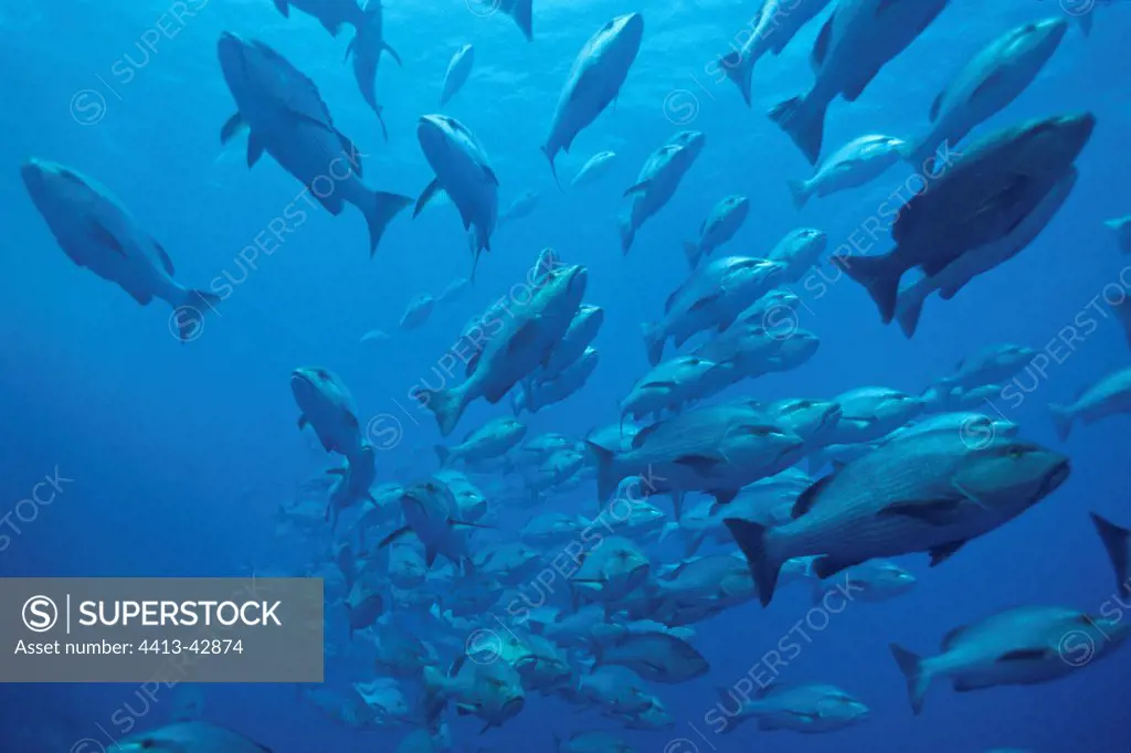 School of Two-spot red snappers in the Red Sea Egypt