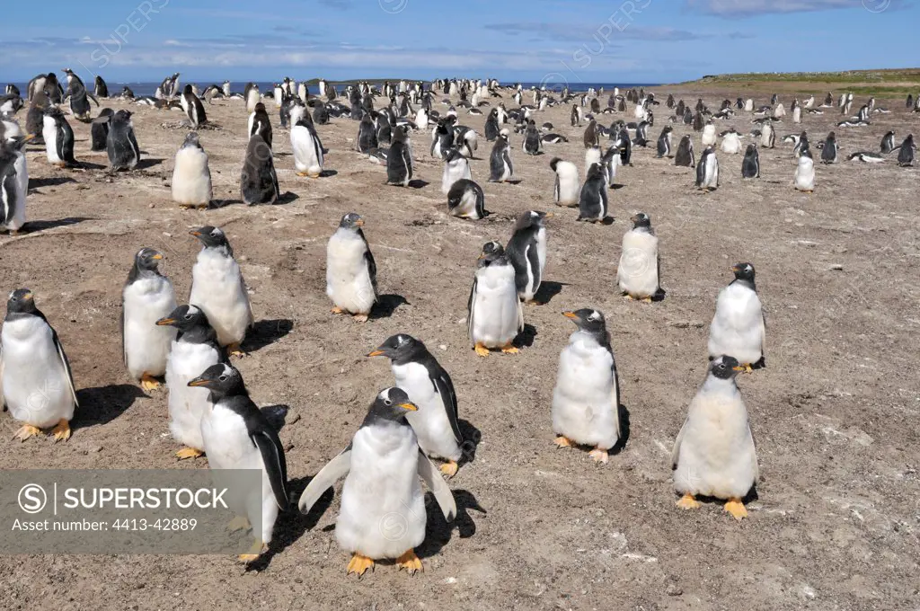 Gentoo Penguin Falkland Islands Sea Lion Island