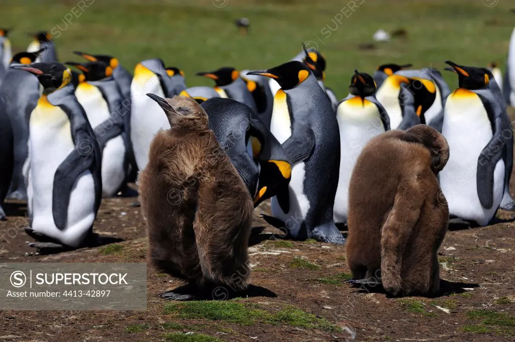 Falkland Islands Volunteer Point King Penguin