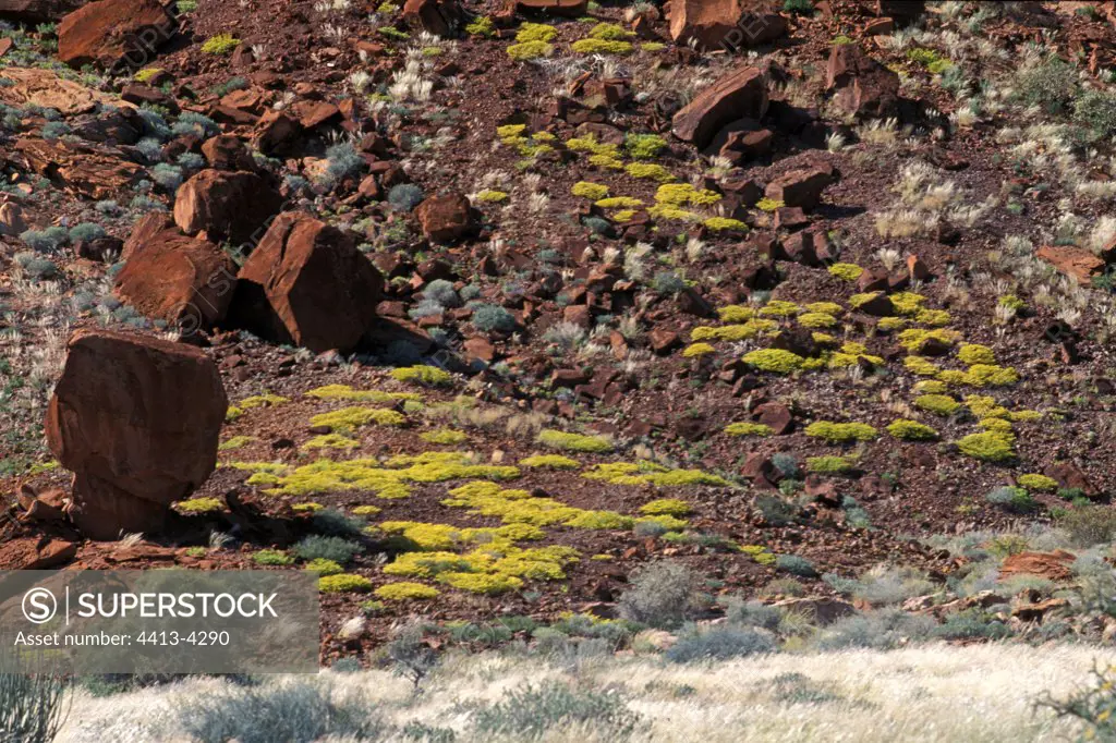 Yellow flowers on a rock slope of Burnt Mountain