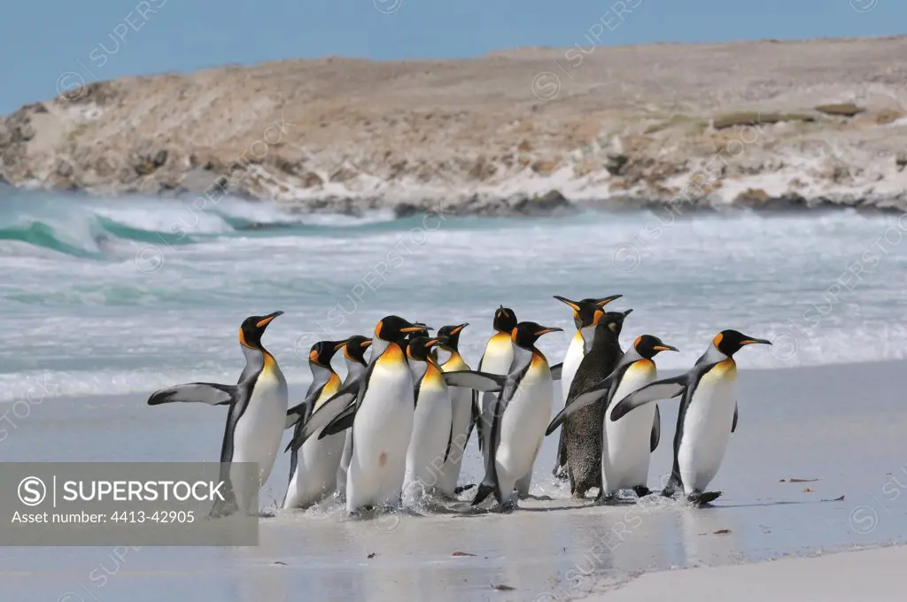 Falkland Islands Volunteer Point King Penguin