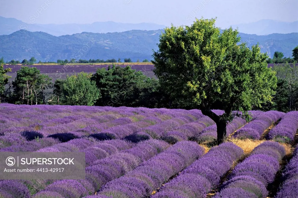 Lavender field in bloom France