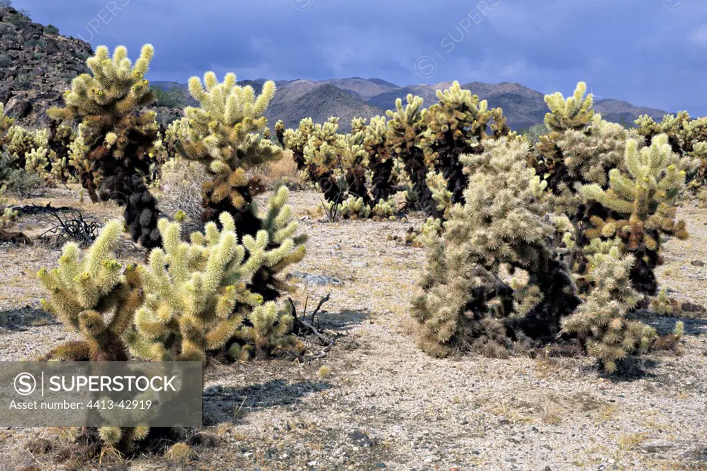 Cactus in Mojave desert USA