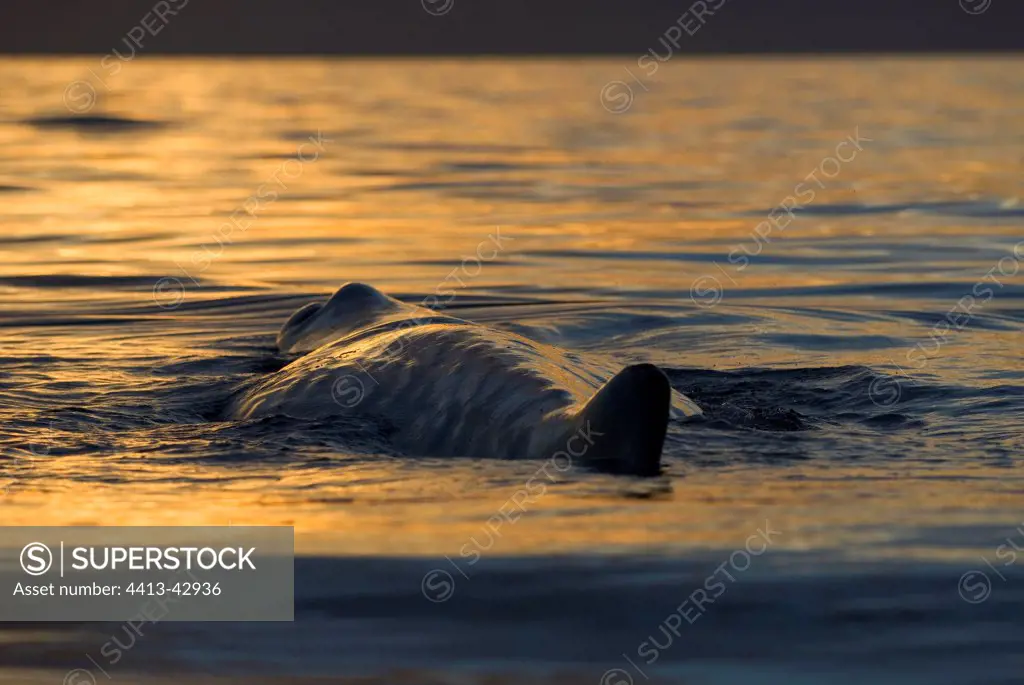 Resting Sperm whale at setting sun Gulf of California