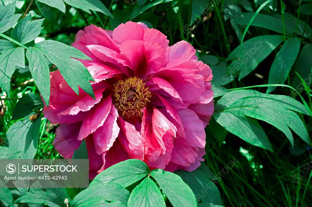 Paeonia in bloom in a garden