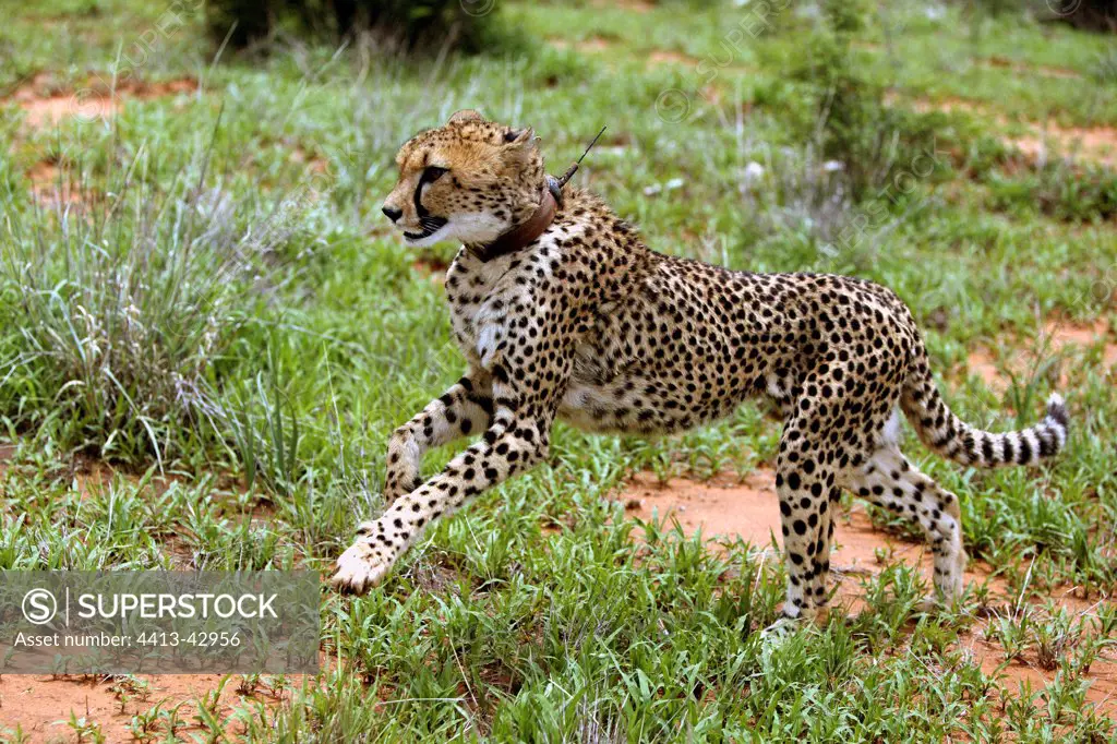 Cheetah equipped with a transmitter Namibia