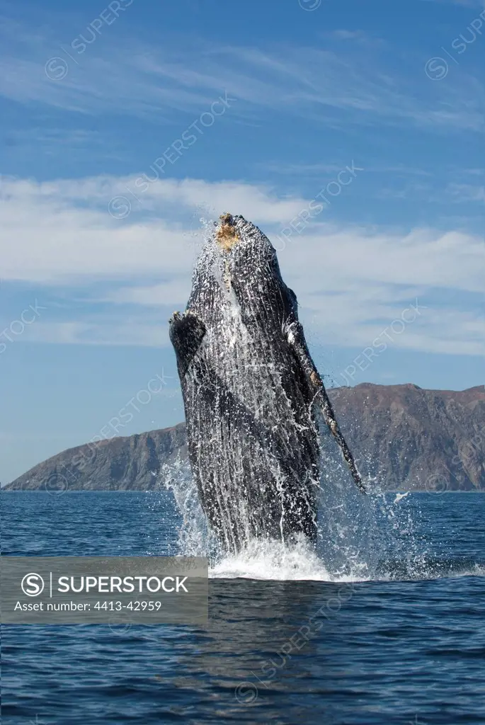 Breaching Humpback whale Gulf of California