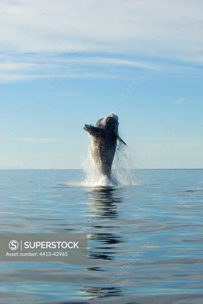 The mirrored reflection of a breaching Humpback whale