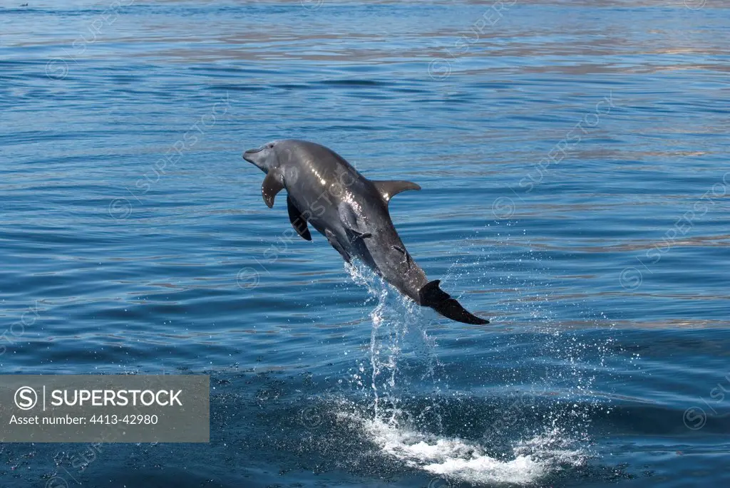 Bottlenose dolphin breaching with a remora USA