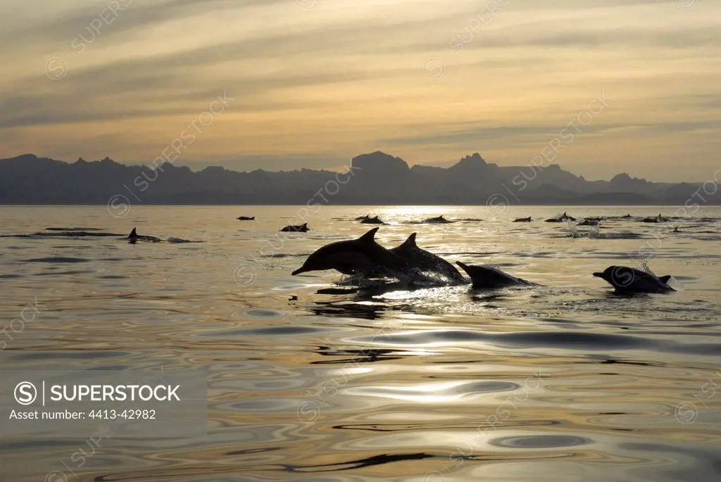 Common dolphins in a golden sea at dawn Gulf of California