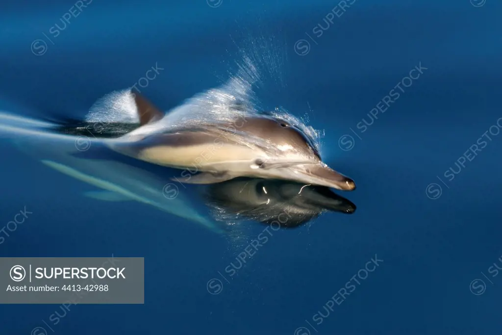 Common dolphin swimming in Gulf of California USA