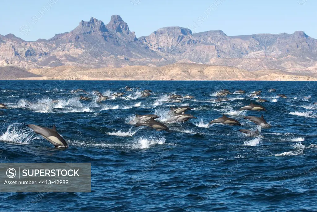 Group of Common dolphins swimming in Gulf of California USA