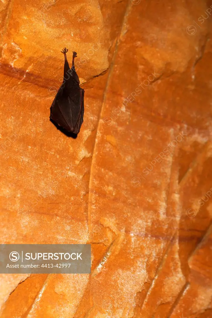 Lesser horseshoe bat hibernating in an old ochre career