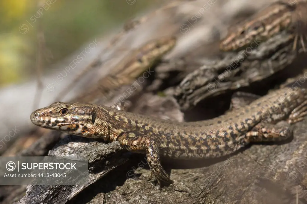 Common Wall Lizards under the sun in spring France