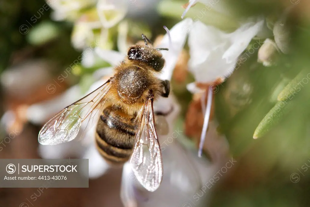 Bee gathering nectar in a Rosemary flower France
