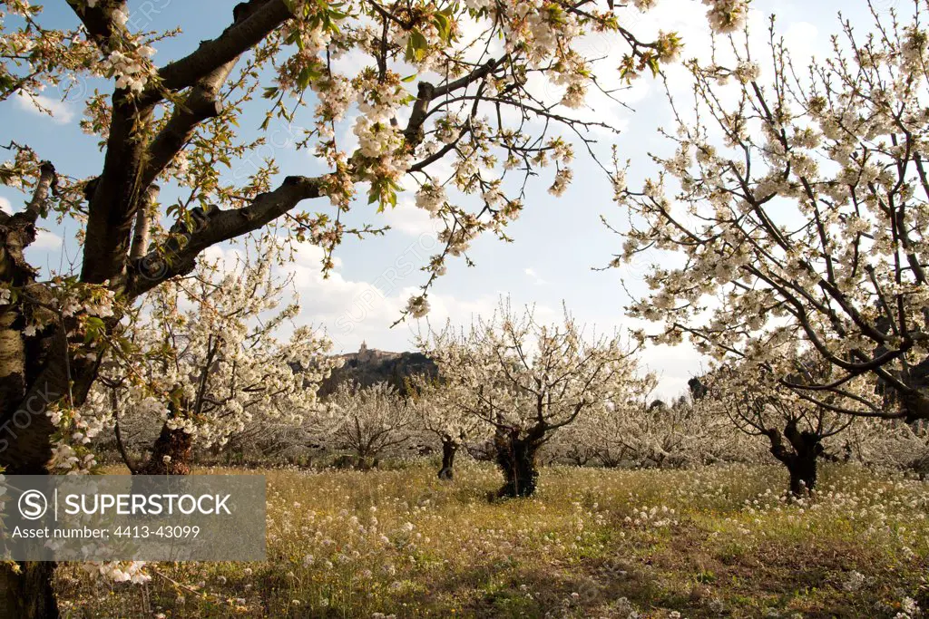 Cherry trees in blossom near the village of Venasque France